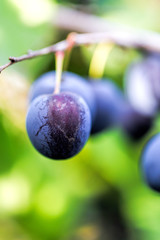 Ripe plums on a branch closeup. Summer sunny day.