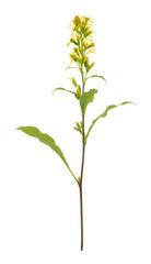 Fototapeta premium European goldenrod, Solidago virgaurea isolated on white background, this plant has been used as a medical plant