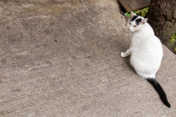 コンクリートの道の端に座る猫