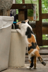 ゴミ箱を覗く三毛猫