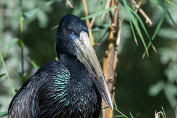 The African openbill (Anastomus lamelligerus) is a species of stork in the family Ciconiidae...