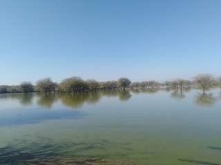 reflection of trees in water