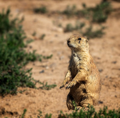 Prairie dog in a field in northeast Denver Colorado