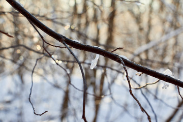 Bare branches of a deciduous tree covered with snow and ice crystals, winter background. Winter pattern with tree branch covered with snow