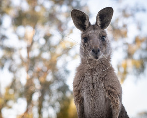 kangaroo chewing hay
