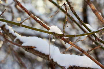 Bare branches of a deciduous tree covered with snow and ice crystals, winter background. Winter pattern with tree branch covered with snow