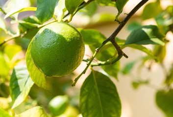 Lemon tree full of small and large green lemons.