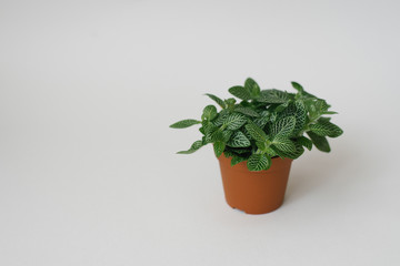 houseplant fittonia dark green with white streaks in a brown pot on a white background Copy space