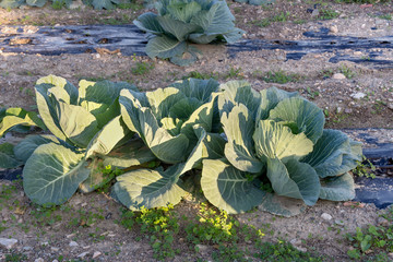 Growing cabbage in garden beds