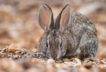 Fototapeta premium Desert Cottontail