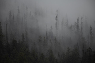 Fog flowing in and out of the forest trees