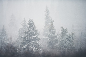 Fototapeta na wymiar Blizzard snow on evergreen trees