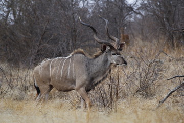 Naklejka na ściany i meble Greater kudu in Krueger National Park