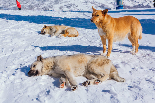 Three red dogs on snow in a bright day
