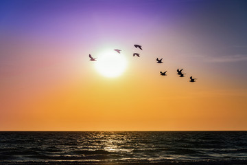 Obraz premium Silhouette of birds over sunset