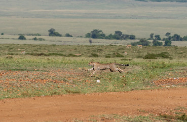 Three Cheetah cubs hunting a baby Thompson gazelle in the plains of Africa during a wildlife safari inside Masai Mara National Reserve