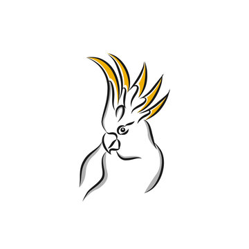 hand drawn vector realistic bird, sketch graphic style, cockatoo parrot, cacatua sulphurea