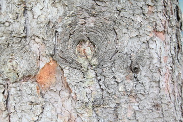 Tree bark texture
