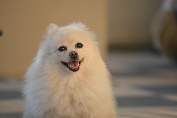 happy white pomeranian dog adorable small pet with fluffy long hair