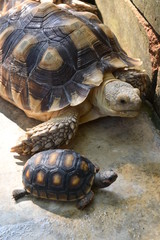 turtle animal of long life in wildlife