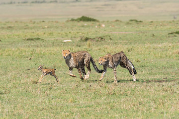 Three Cheetah cubs hunting a baby Thompson gazelle in the plains of Africa during a wildlife safari...
