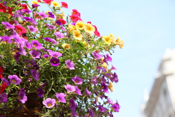 Colorful petunias closeup