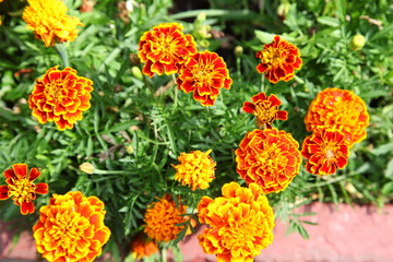 marigold flower background