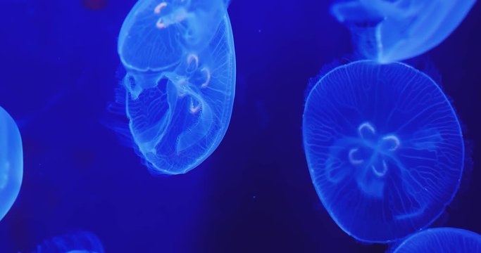 Blue jellyfish floating