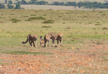 Three Cheetah cubs hunting a baby Thompson gazelle in the plains of Africa during a wildlife safari inside Masai Mara National Reserve