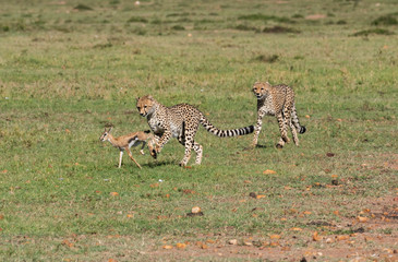 Three Cheetah cubs hunting a baby Thompson gazelle in the plains of Africa during a wildlife safari inside Masai Mara National Reserve