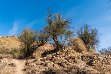 Centennial olive trees in Las Canteras (Ugijar)