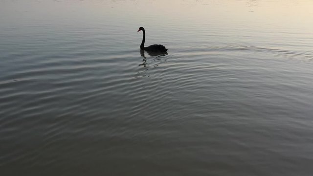 Black swan swimming on a lake