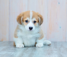 Cute puppy welsh corgi Pembroke