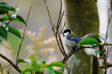 great tit on branch