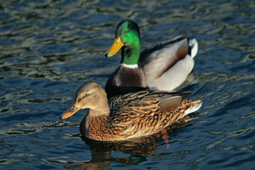 duck on water