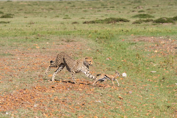 Three Cheetah cubs hunting a baby Thompson gazelle in the plains of Africa during a wildlife safari inside Masai Mara National Reserve
