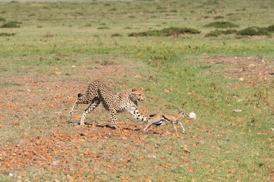 Three Cheetah cubs hunting a baby Thompson gazelle in the plains of Africa during a wildlife safari inside Masai Mara National Reserve