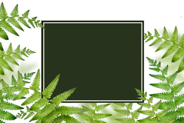 Top view flat lay empty green blackboard with green leaf of tropical. For add your design on space or used for background concept.