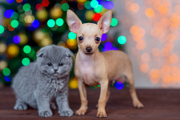 puppy of the toy Terrier with a kitten on the background of Christmas tree