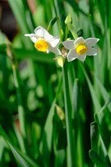 daffodil in field