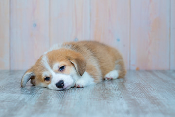 Cute puppy welsh corgi Pembroke