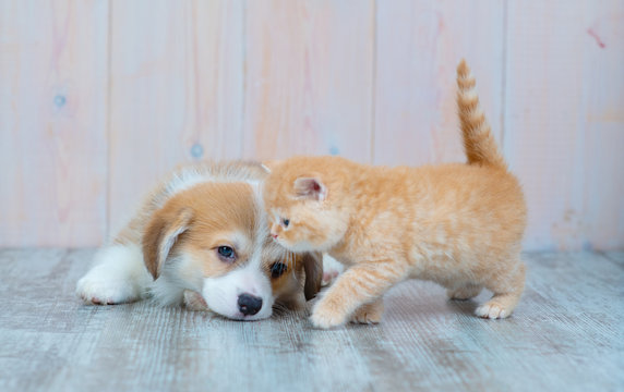 Pembroke Welsh Corgi Puppy And Kitten Together