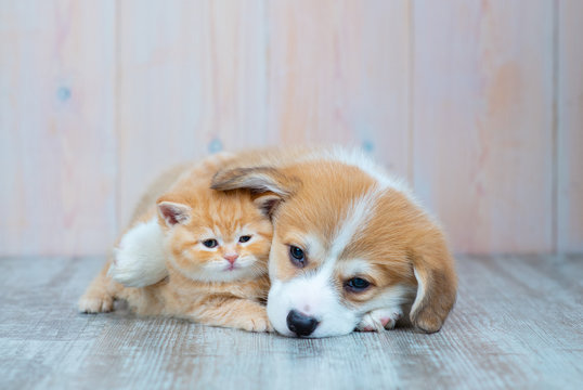 Pembroke Welsh Corgi puppy and kitten together