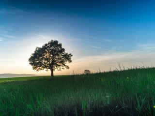 Baum im Frühling