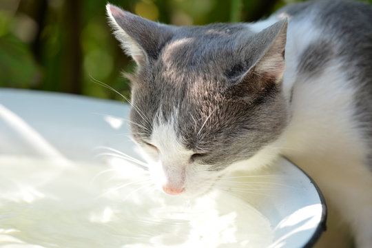 A cat drinks water in a summer garden on a hot day
