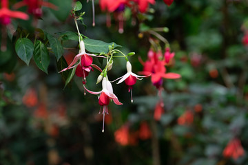 fuchsia magellanica flower, hummingbird fuchsia or hardy fuchsia, Hanging fuchsia flowers in shades...