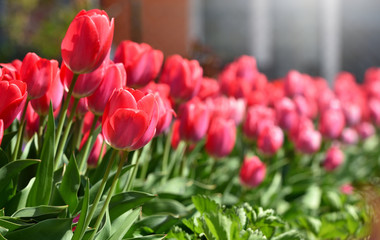 Red tulips in the home garden on a sunny day with text space