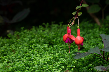 fuchsia magellanica flower, hummingbird fuchsia or hardy fuchsia, Hanging fuchsia flowers in shades...