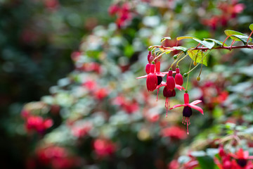 fuchsia magellanica flower, hummingbird fuchsia or hardy fuchsia, Hanging fuchsia flowers in shades of pink, purple and white