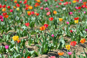 Field in Germany with multicolor tulips on a sunny April day